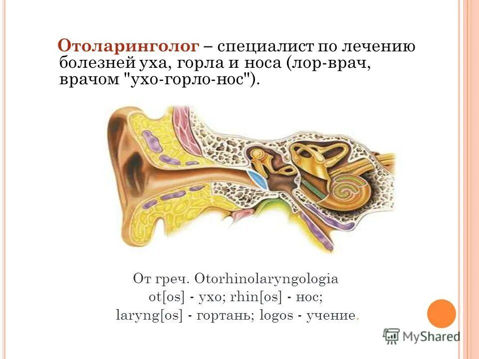 Профессия лор врач. Профессии врача отоларинголог. Врач лор отоларинголог. Лор. Врач который лечит ухо горло нос называется.