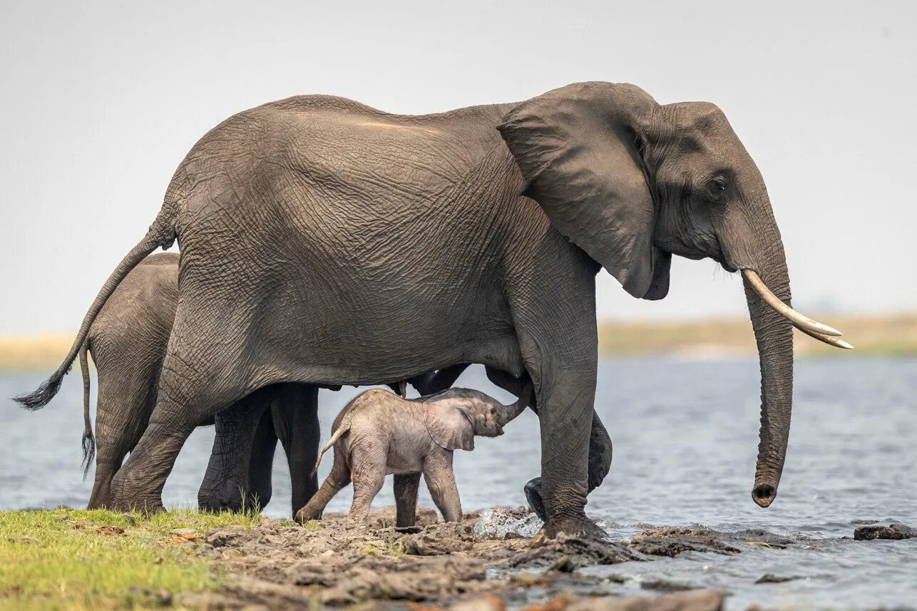 Слоны. Слоненок. Поза слона. Слониха со слоненком. Есть мама у слоненка