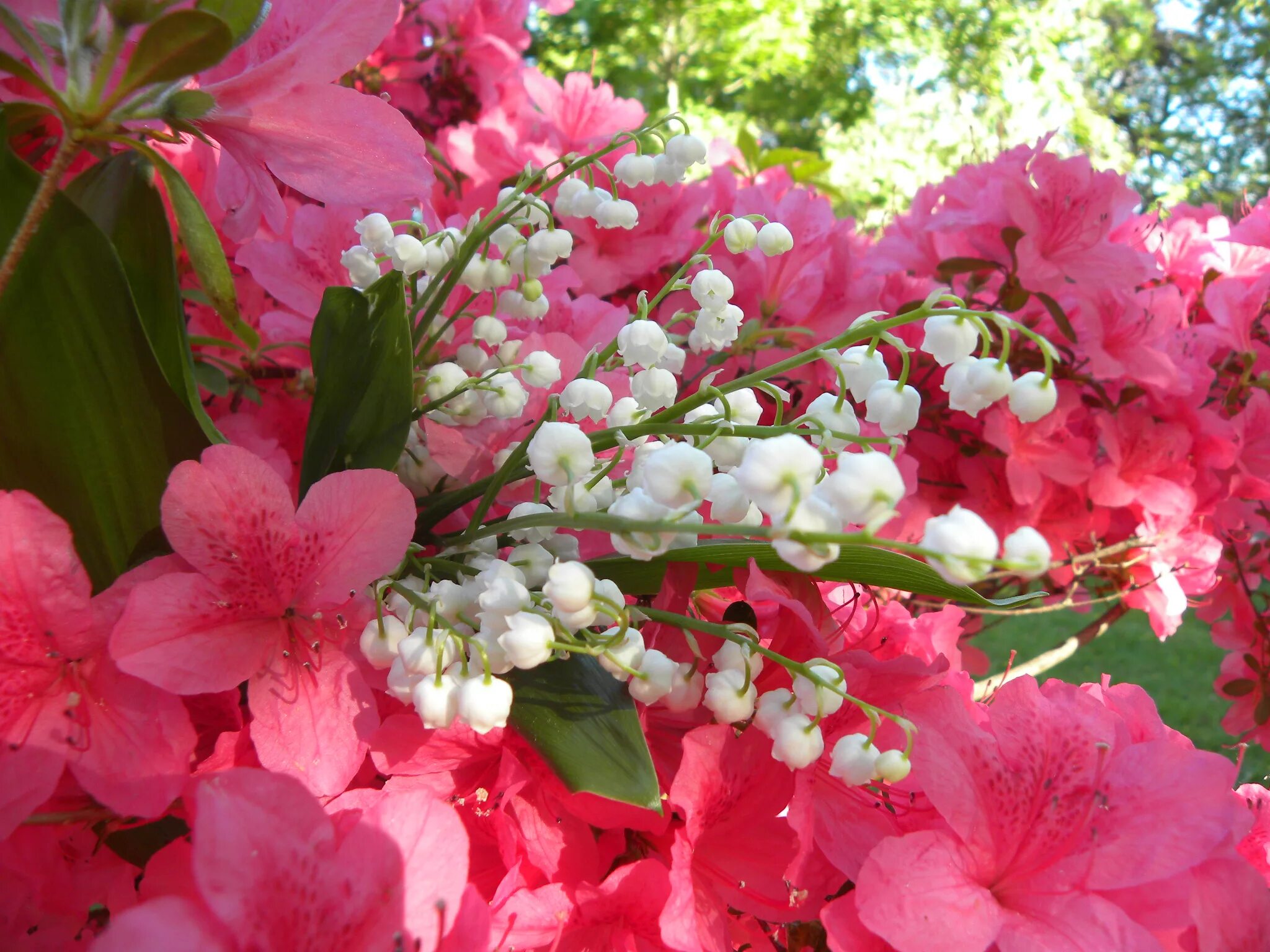 Пахуче зацветала. Цветы красивые Роскошные майские. Весенние ароматные растения. Май картинки.