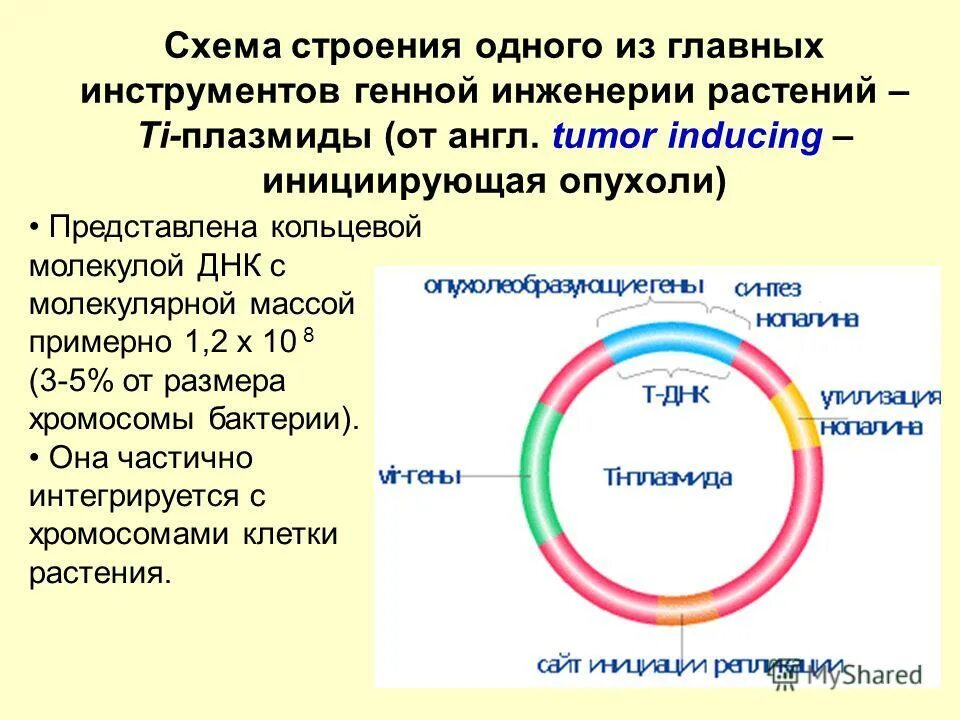 Плазмида кольцевая днк