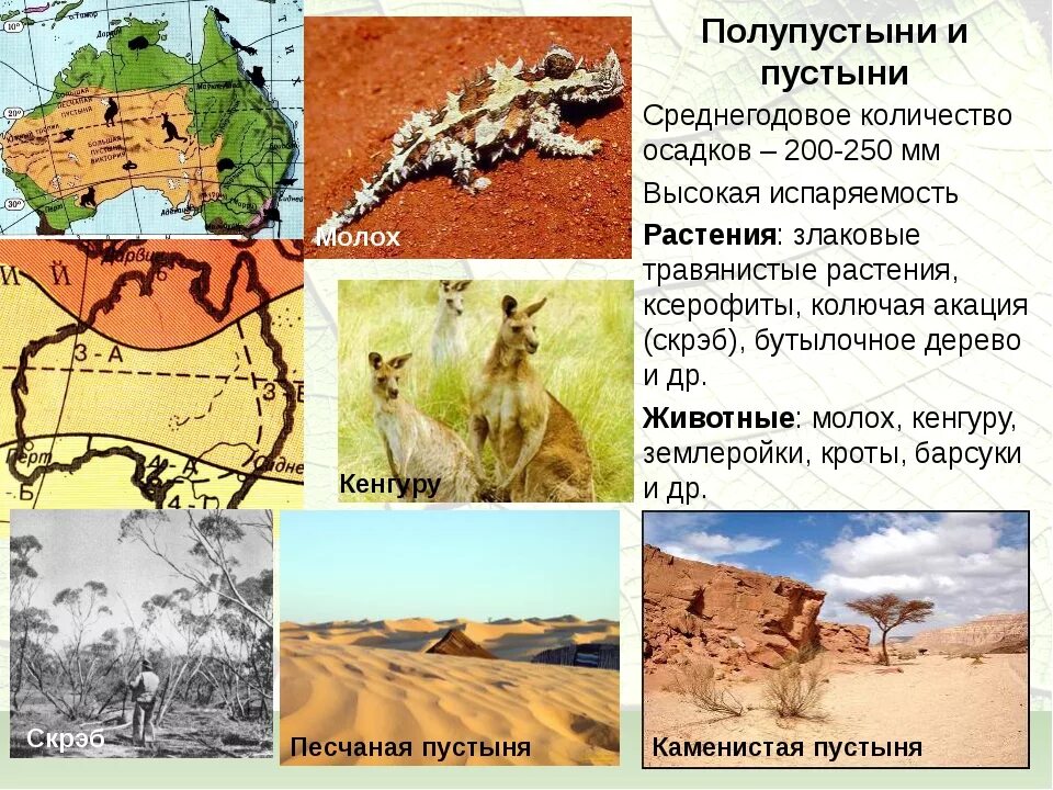 Климат в полупустынях и пустынях австралии. Природные зоны австралии пустыни и полупустыни. полупустыни и пустыни австралии животный мир.