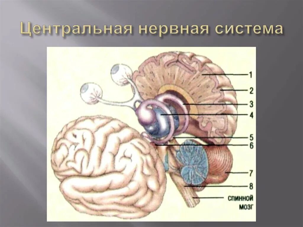 Промежуточный рисунок. Строение коры головного мозга млекопитающих. Мозжечок у млекопитающих. Продолговатый мозг и кора головного мозга. ЦНС промежуточный мозг функции.