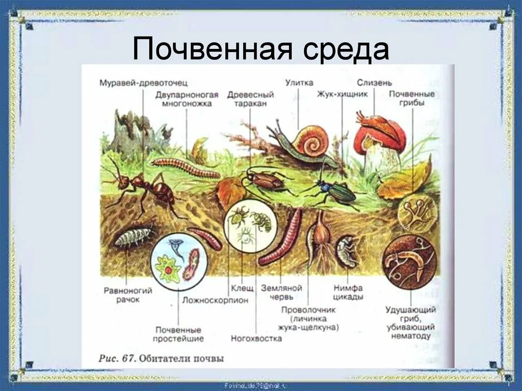 К какой группе обитателей почвы относятся микроорганизмы. Почвенная среда обитания растения. Растения в почтенной среде. Живые организмы в почвенной среде. Среды жизни почва примеры.
