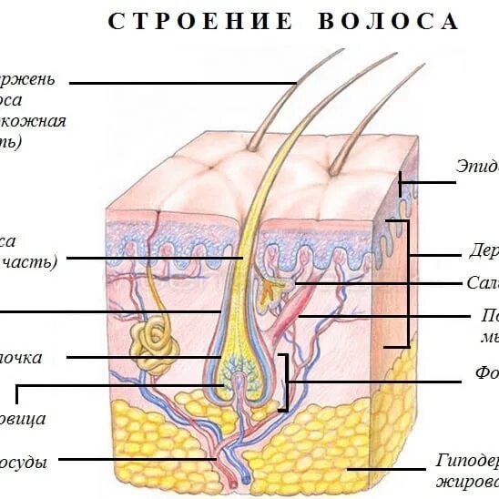 Строение волоса структура волосяного стержня. Корень волоса волосяной фолликул. Строение волоса корень и стержень. Строение стержня волоса.