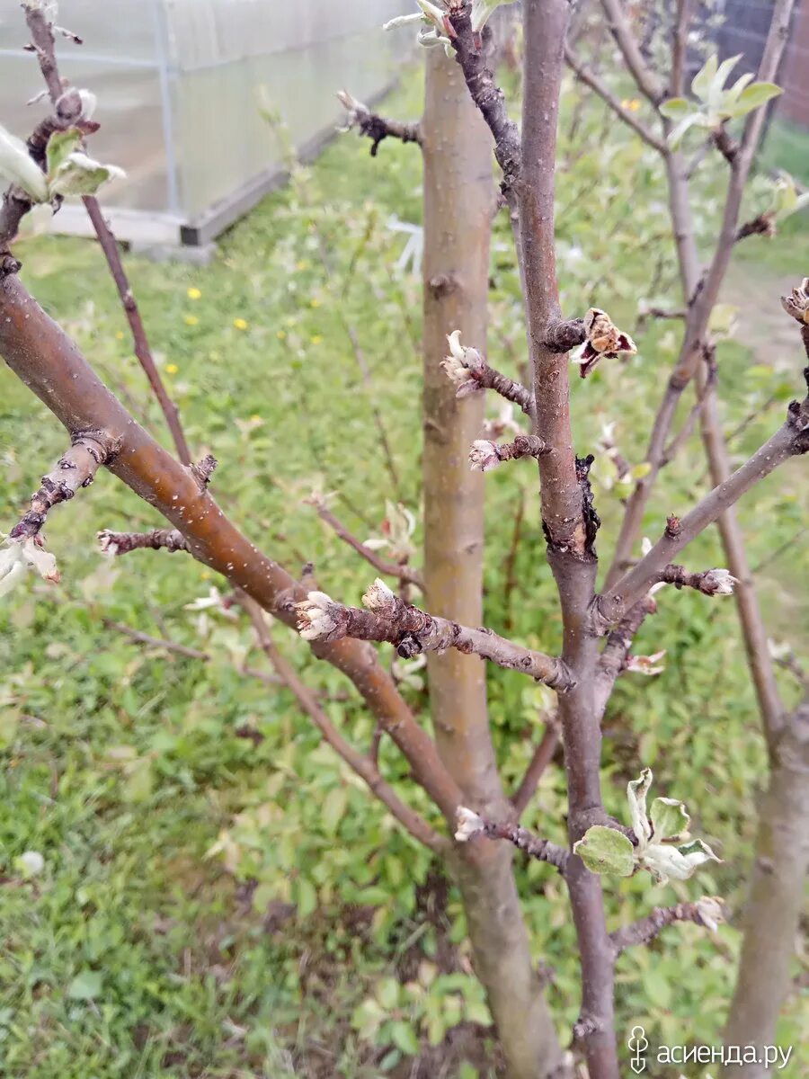 Чем обработать абрикос после цветения. Монелиозное увядание яблони. Опробковение яблони. Сохнут ветки у яблони. Засохшая яблоня.