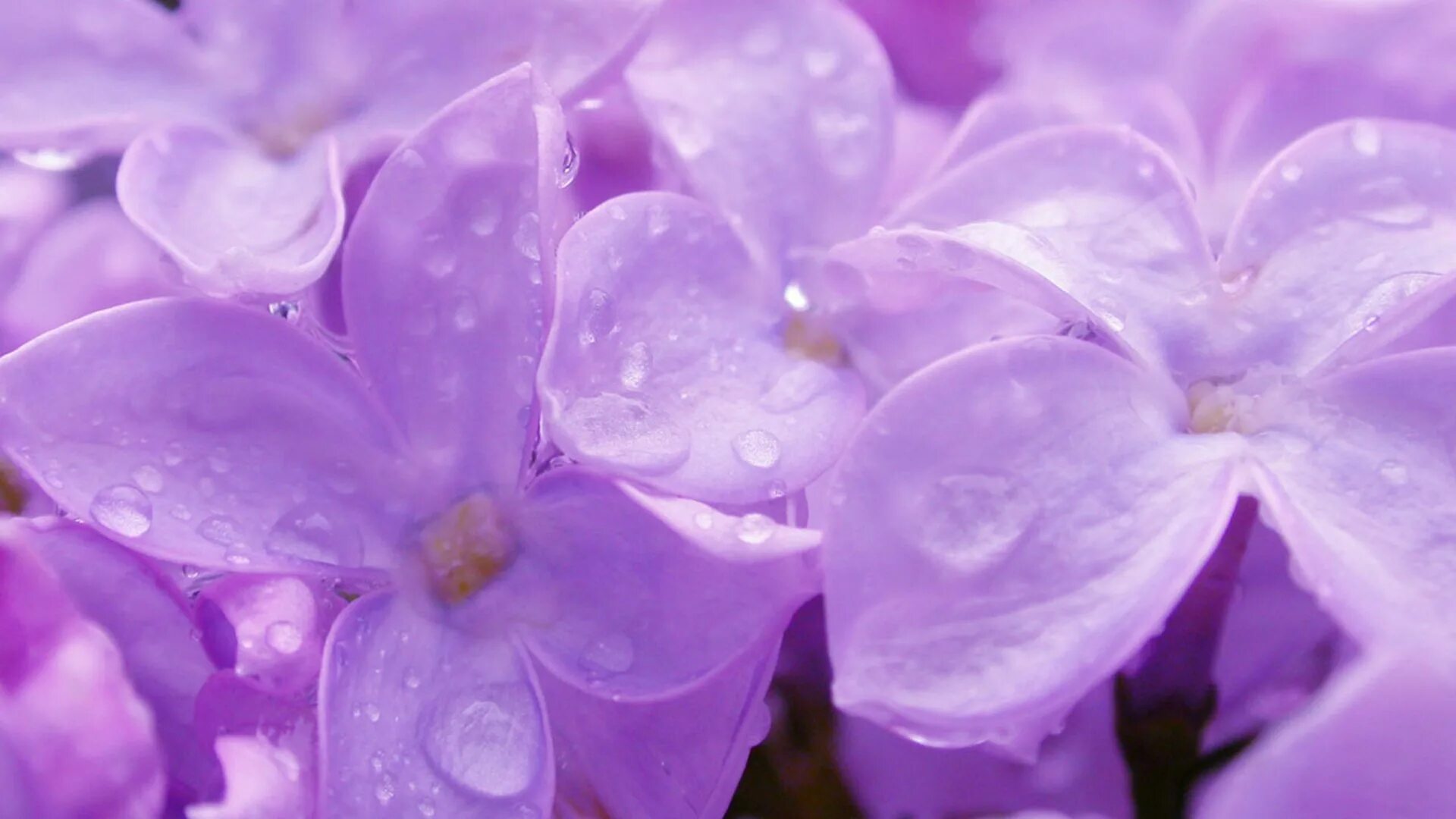 Purple ground