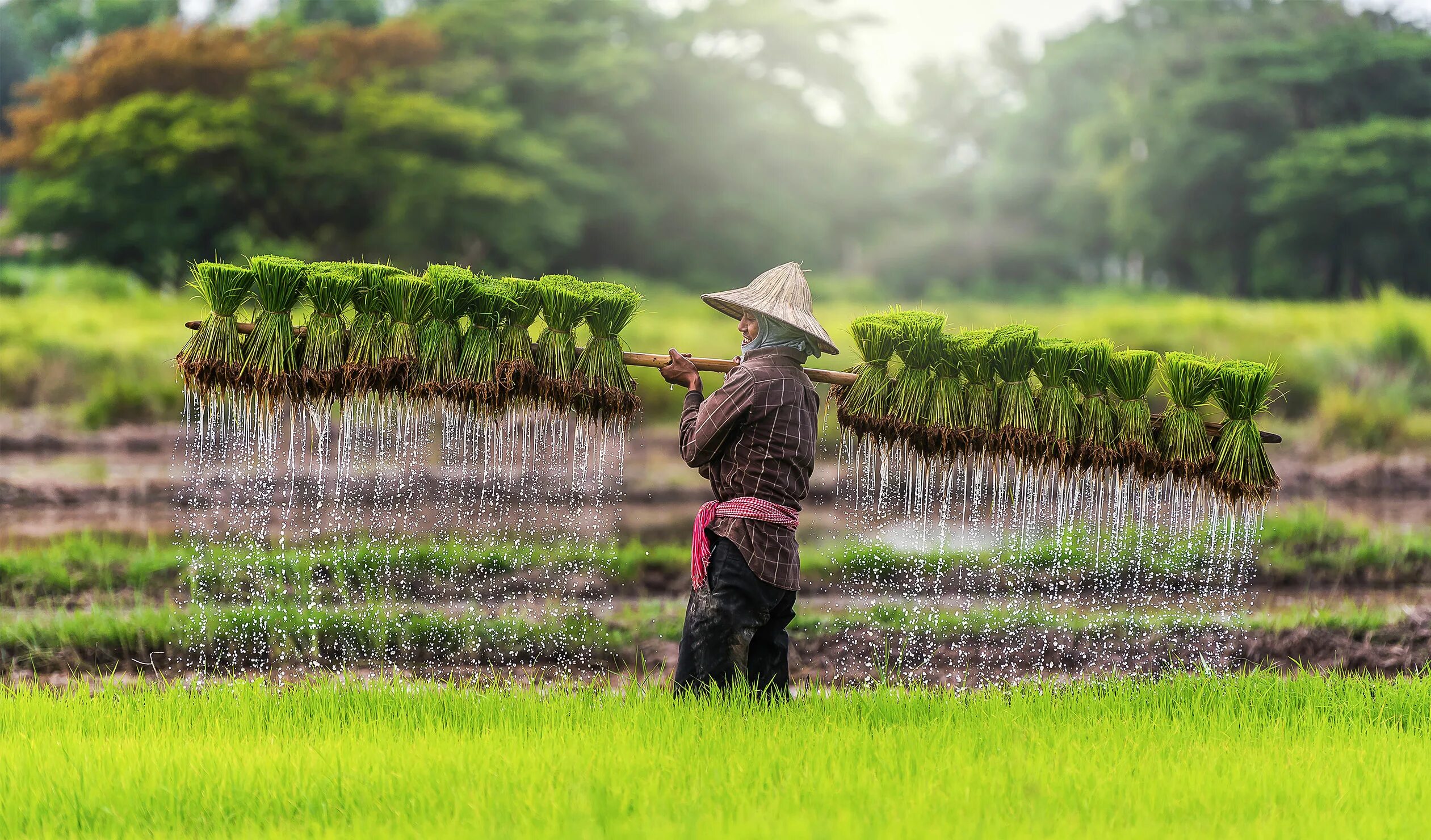Сх китайски. Рисовые плантации в Японии. Рисовые плантации в Камбодже. Рисовые плантации в Китае. Колумбия плантации риса.