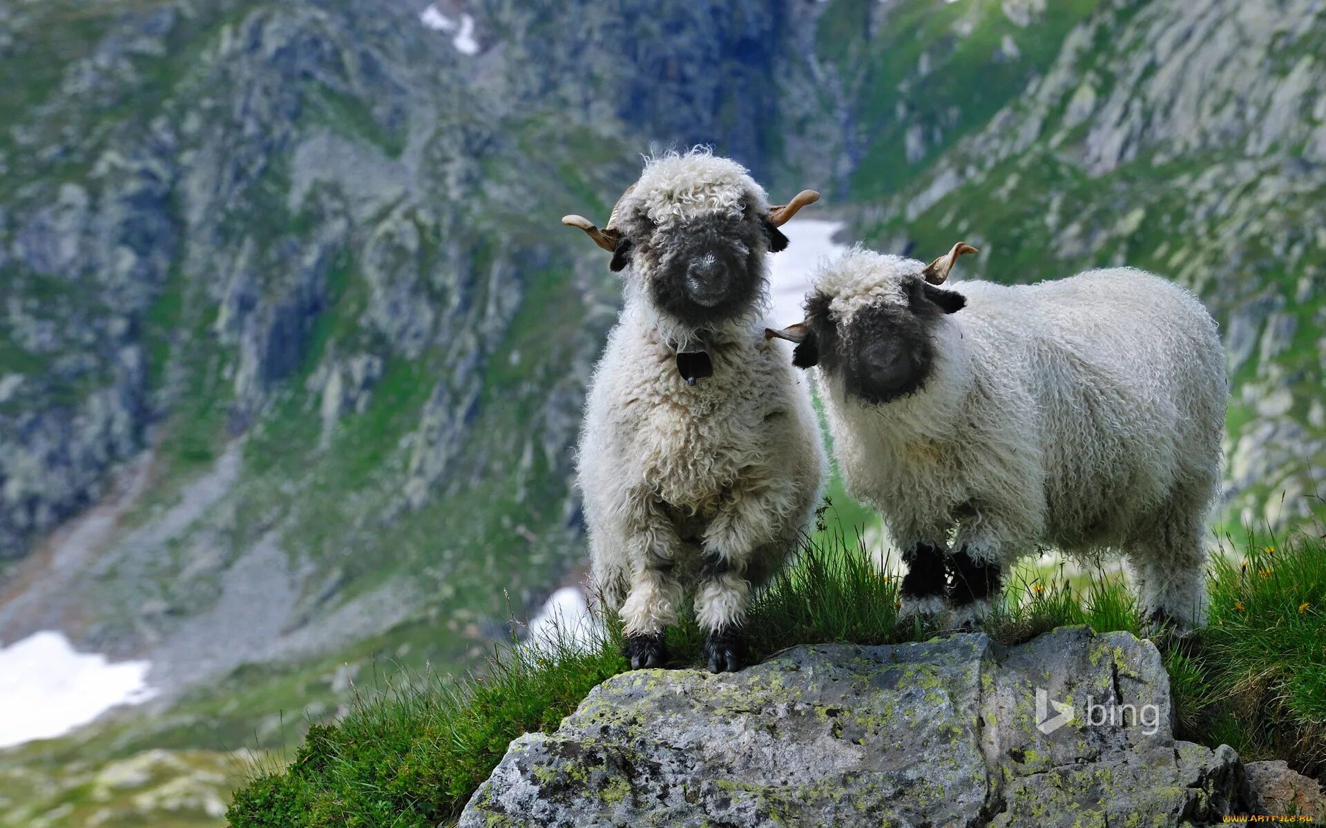 Швейцарские черноносые овцы. Альпийские Луга Швейцария бараны. Baллиccкиe черноносые oвцы. Швейцария горы с овечками.
