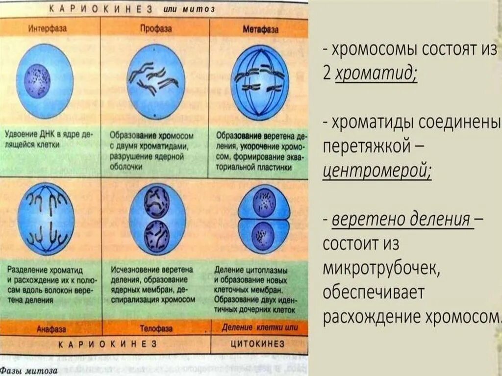 Фазы митоза и основные процессы. Фазы митоза таблица 9 класс. Фаза митоза интерфаза процессы. Фазы деления клетки таблица. Дочерняя клетка после деления