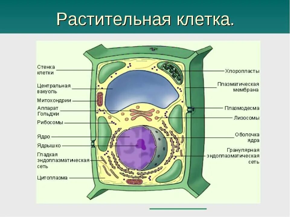 Биология 5 кл строение растительной клетки. 2. Строение растительной клетки.. Строение растительной клетки 10. Что делают растительные клетки