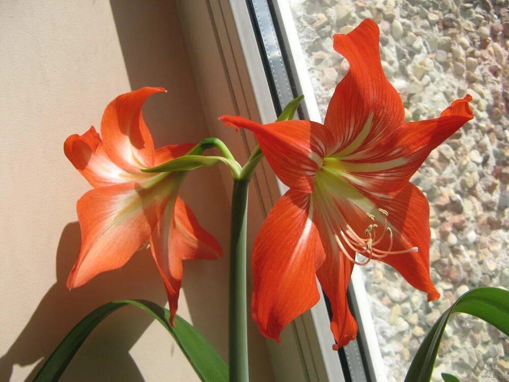 Цветок похожий на лилию на толстом. Гиппеаструм амариллис оранжевый. Гиппеаструм амариллис. Лилия гиппеаструм. Гиппеаструм гиппеаструм цветок.