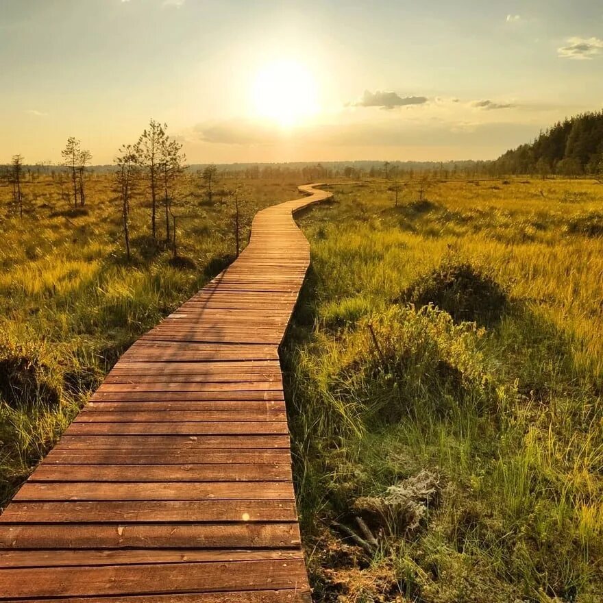 слышать тропа. дорожка в лесу. красивая тропинка. прогулочные дорожки в лесу. тропа уильяма валласа.