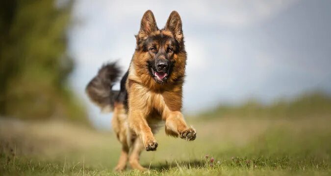 Pastor Aleman - Buscar con Google German shepherd funny, Shepherd dog, German sh