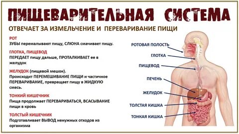 Сколько переваривается виноград в желудке