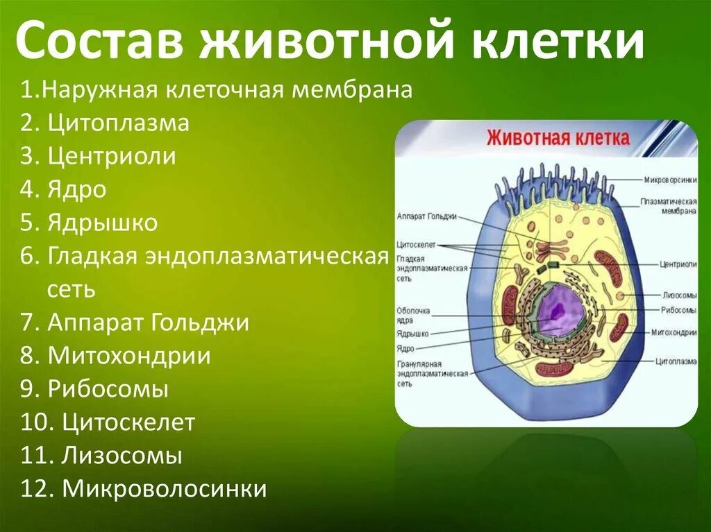 В световой микроскоп хорошо видны органоиды