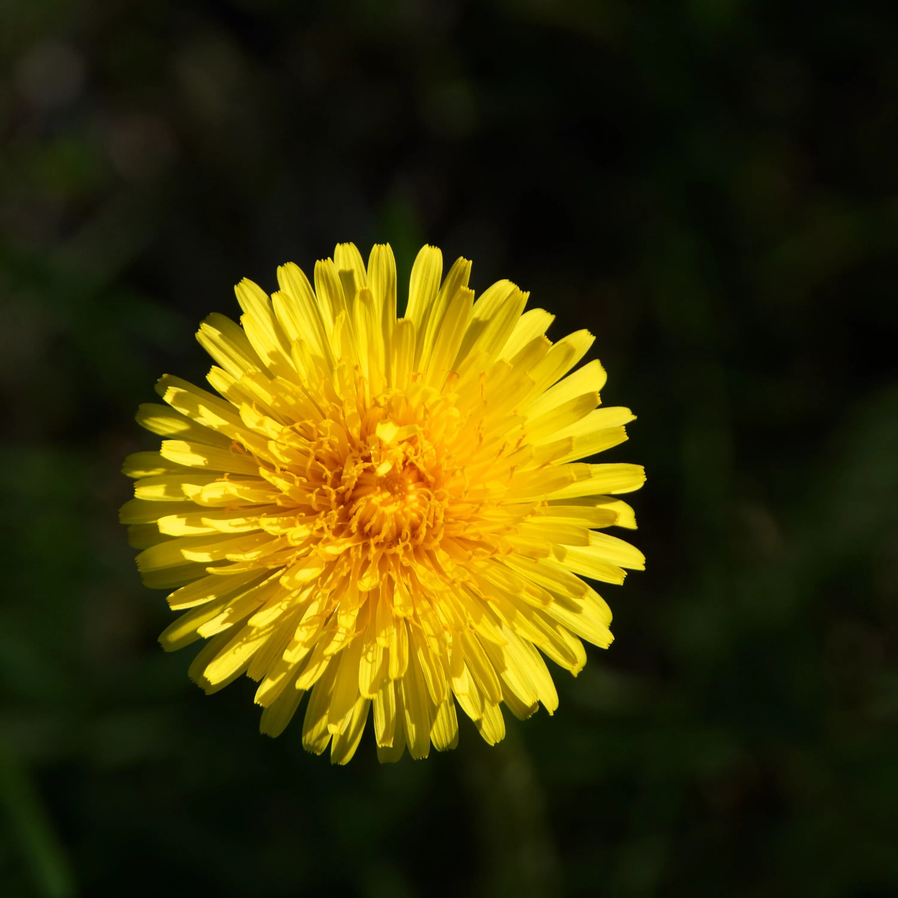 Одуванчик лекарственный форма. Одуванчик лекарственный – Taraxacum officinale. Одуванчик полевой обыкновенный. Желтые цветы одуванчики. Цветок с желтыми лепестками.