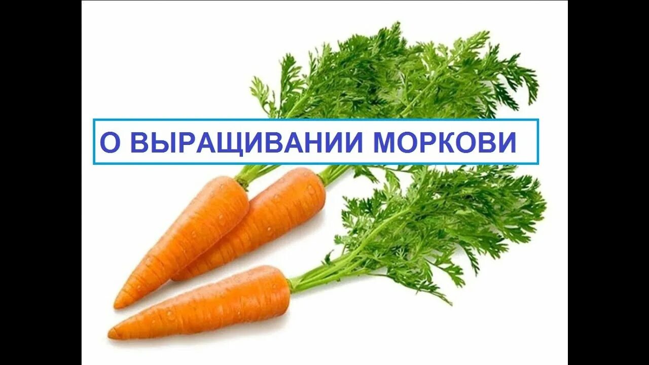 Масса выращенной моркови в 3 раза. Технология выращивания моркови. Технология возделывания моркови. Морковь сорта Крепыш. Морковь Technology.