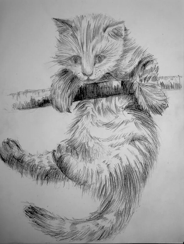 Сложные рисунки котик. Кот рисунок. Котик карандашом. Рисунки котов карандашом. Наброски кошек.