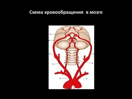 Кровоснабжение головного мозга