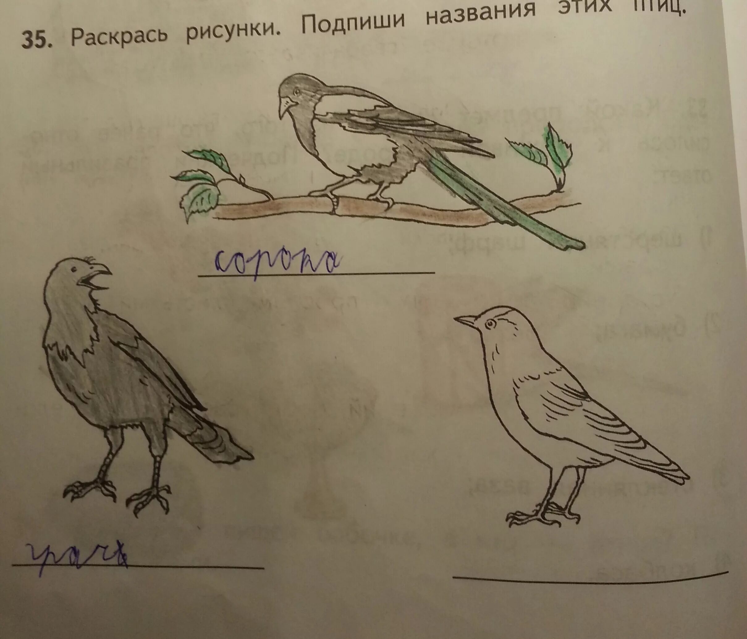 Как подписываются рисунки. Подписать рисунок. Птицы 2 класс окружающий мир. Подписаться рисунок. Раскрась рисунки Подпиши названия этих птиц.