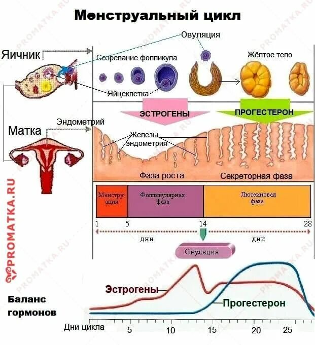 Какой эндометрий при месячных. Цикл менструационного цикла гормоны. Фазы менструального цикла схема. Гормоны по фазам менструационного цикла. Менструальный цикл гормоны схема.