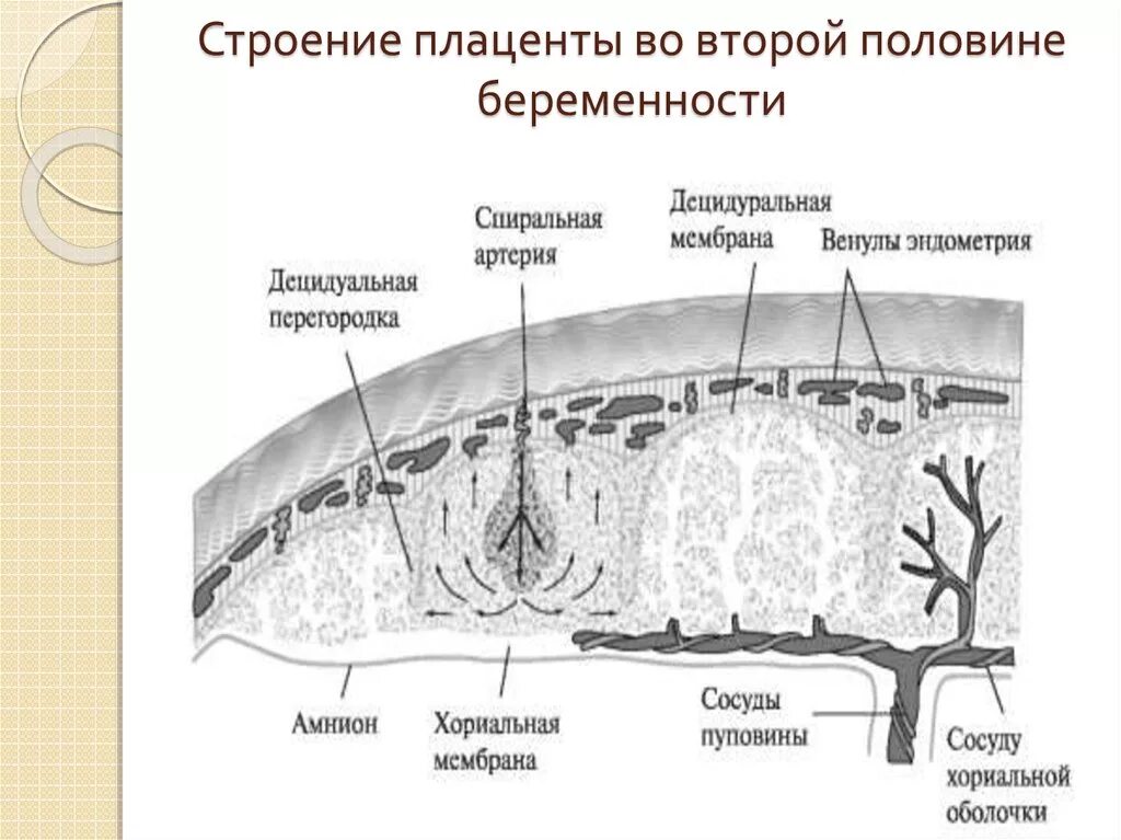 Плодово плацентарного. Плацента строение и функции анатомия. Плацента ее развитие строение функции. Структура и функции плаценты. Строение Котиледон плаценты.