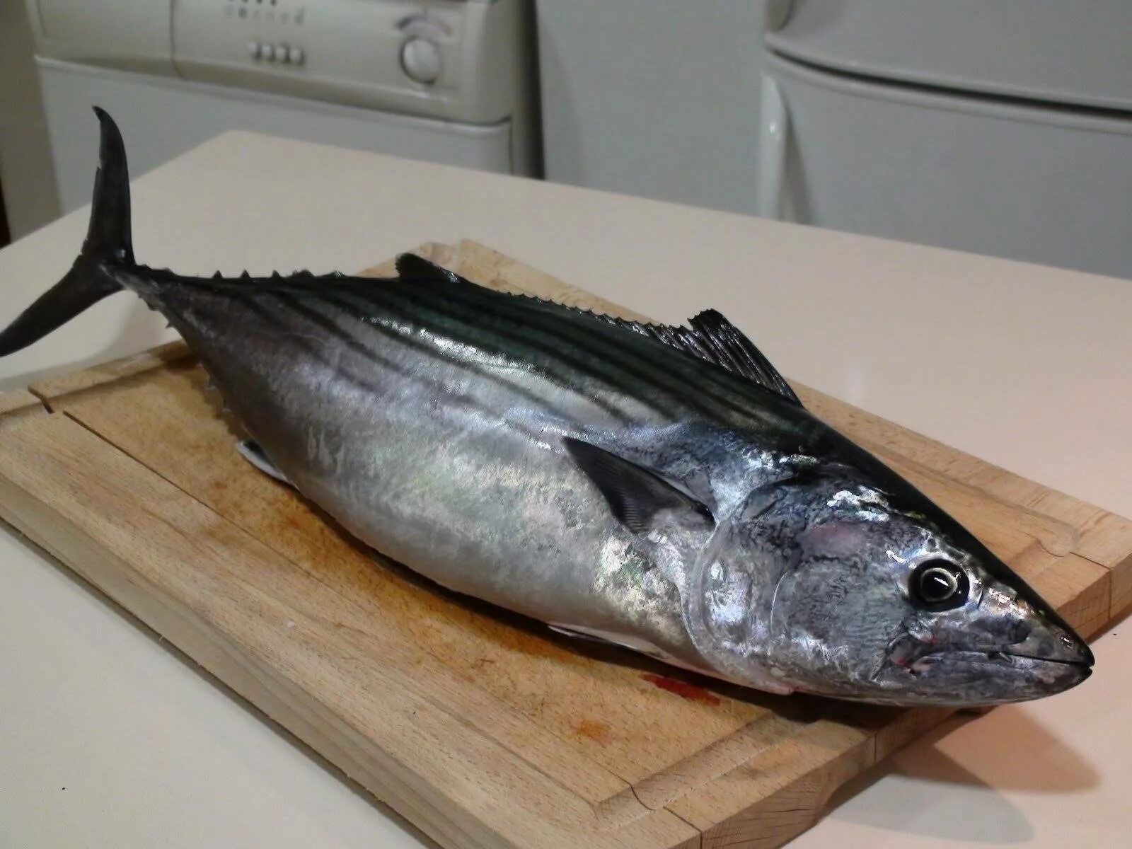 Пиламида. Пеламида черноморская. Черноморский тунец пеламида. Пеламида черноморская. Черноморская скумбрия пеламида.