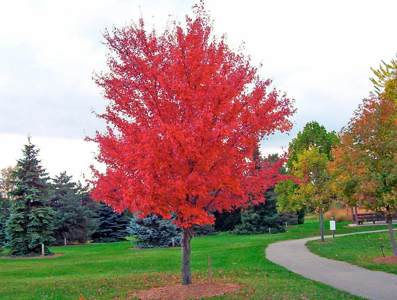 Клен красный Acer rubrum. Клен краснолистный. Acer rubrum клен. Клен Гиннала цветение. Красные деревья названия и фото