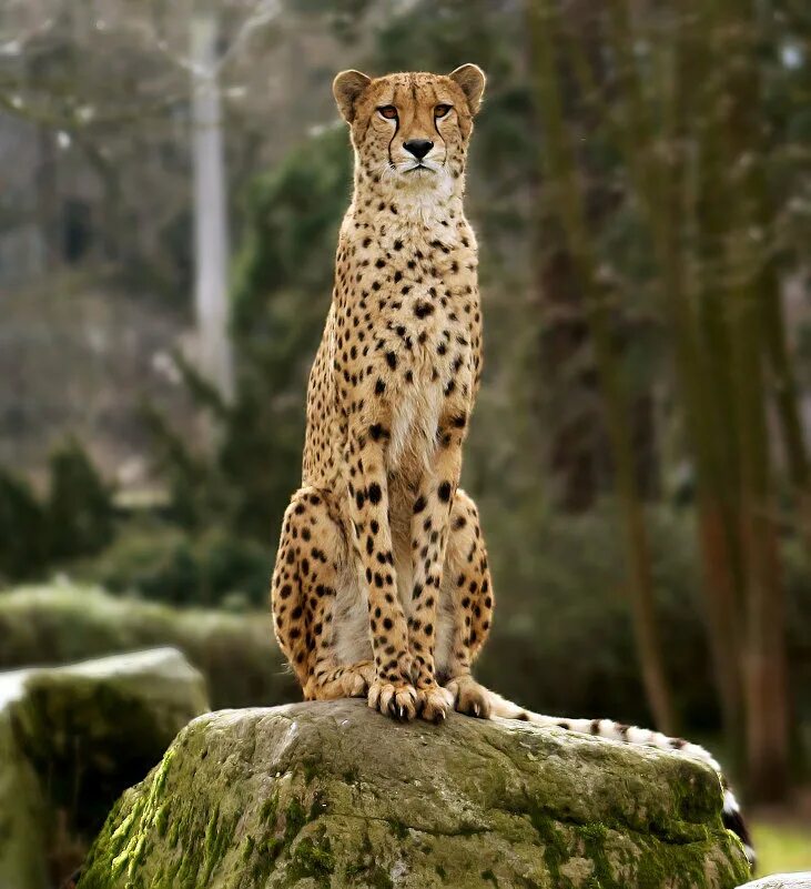 горная пума. пума ягуар пантера. камышовый манул. тигр меланист. пума и пантера.