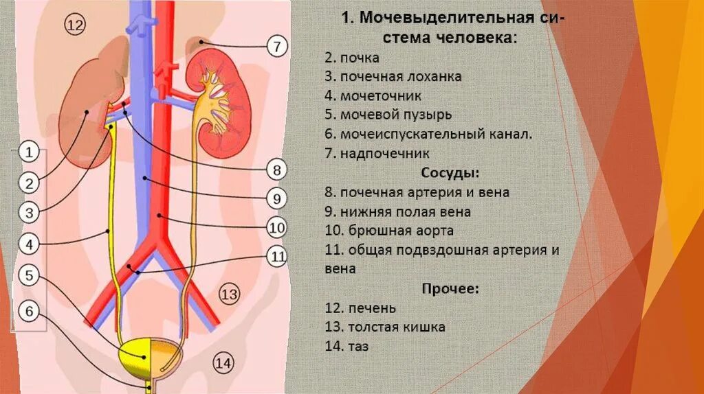 Контрольная работа по биологии 8 выделительная система. Состав выделительной системы человека. Общий план строения выделительной системы человека. Строение органов выделительной системы. Выделительная система человека схема.