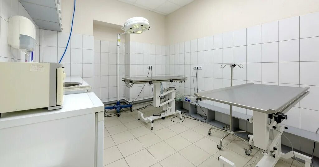 зооклиника спб. зооклиника спб. элвет на гагарина. дизайнерское решение для ветеринарной клиники. клиника айвена филлмора санкт-петербург.