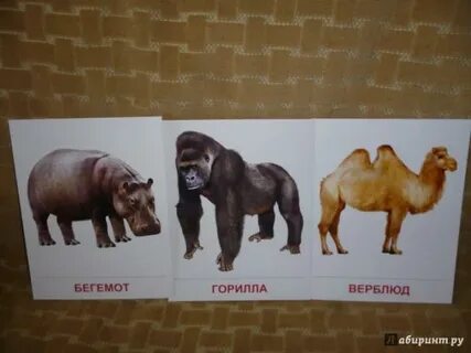 В б жарких