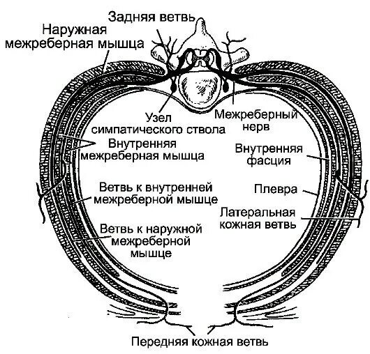 Латеральные кожные нервы ветви межреберных. Межреберные нервы иннервация. Топография межреберных нервов. Грудные межреберные нервы иннервируют.