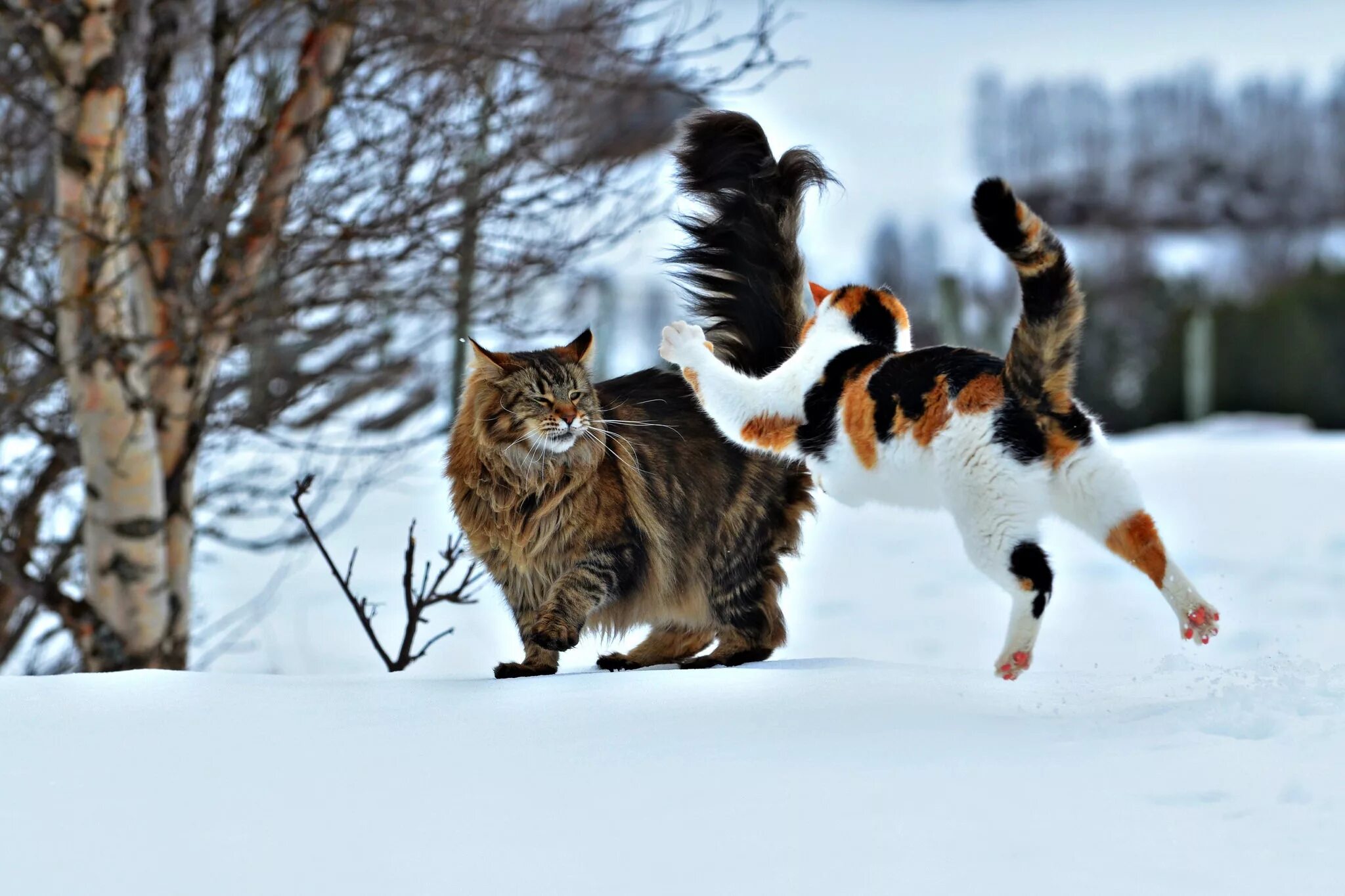 Кошки зимой. Кошка в снегу. Мартовская кошка. Котята играются в снегу.