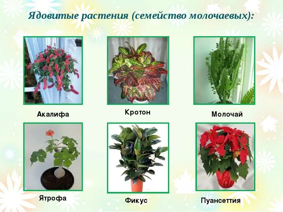 Комнатные растения с цветами названия. Комнатные цветы с названиями. Название домашних растений. Комнатные растения названия. Ядовитые цветы комнатные.