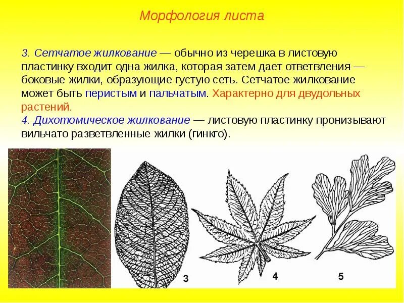 Тема листьев. Перисто сетчатое жилкование листовой пластинки. пальчато сетчатое жилкование листовой пластинки. морфология черешка листа. перисто сетчатое жилкование листьев пластинки.