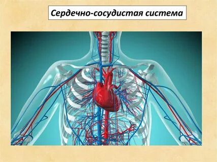 Сосуды большого объема