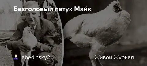 Безголового петуха майка