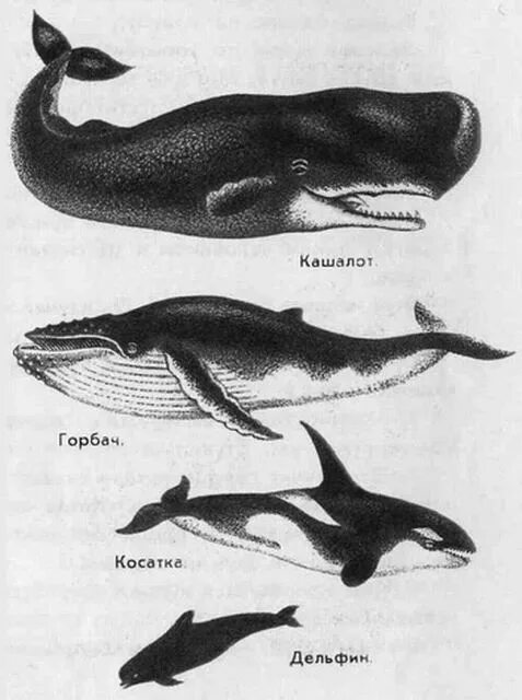 Дельфин Касатка Кашалот кит. Китообразные представители Касатка. Акула Касатка Кашалот. Синий кит Белуха Касатка Кашалот. Чем отличается касатка от касатки