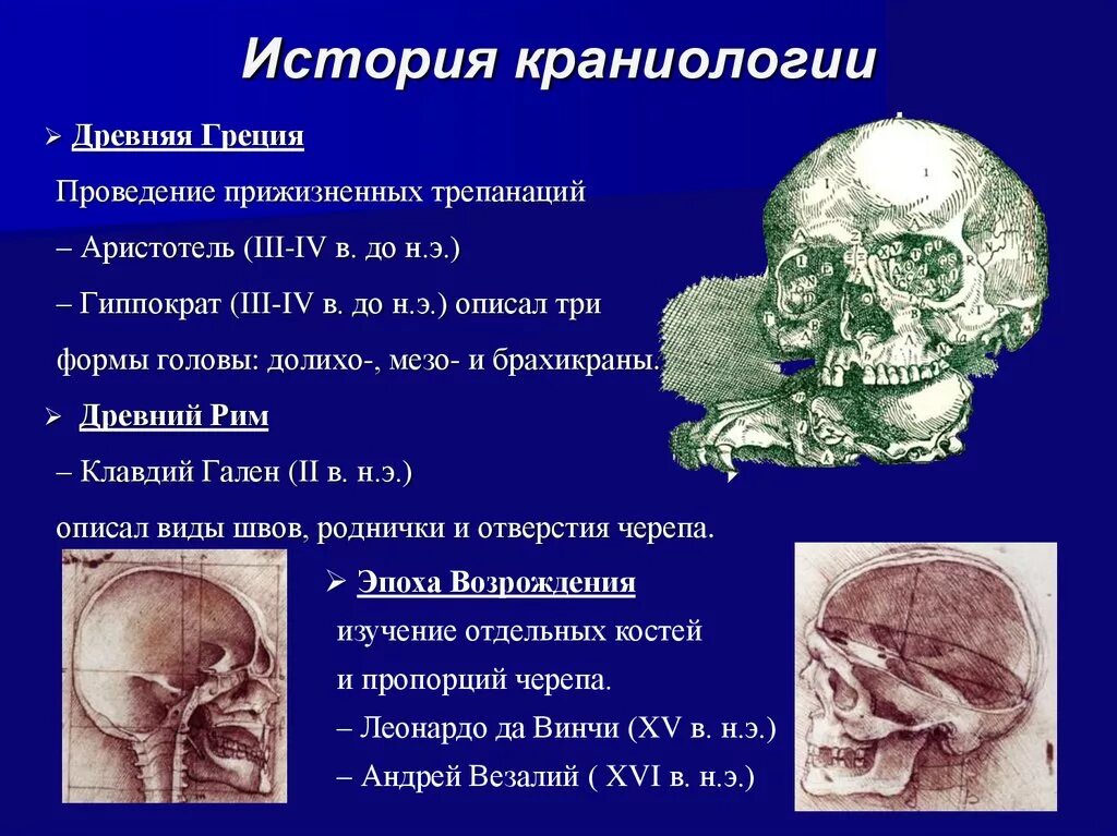 Краниометрия. Краниология лекция анатомия ppt. Череп анатомия медуниверситет. Череп взрослого человека вид сбоку. Краниология в антропологии.