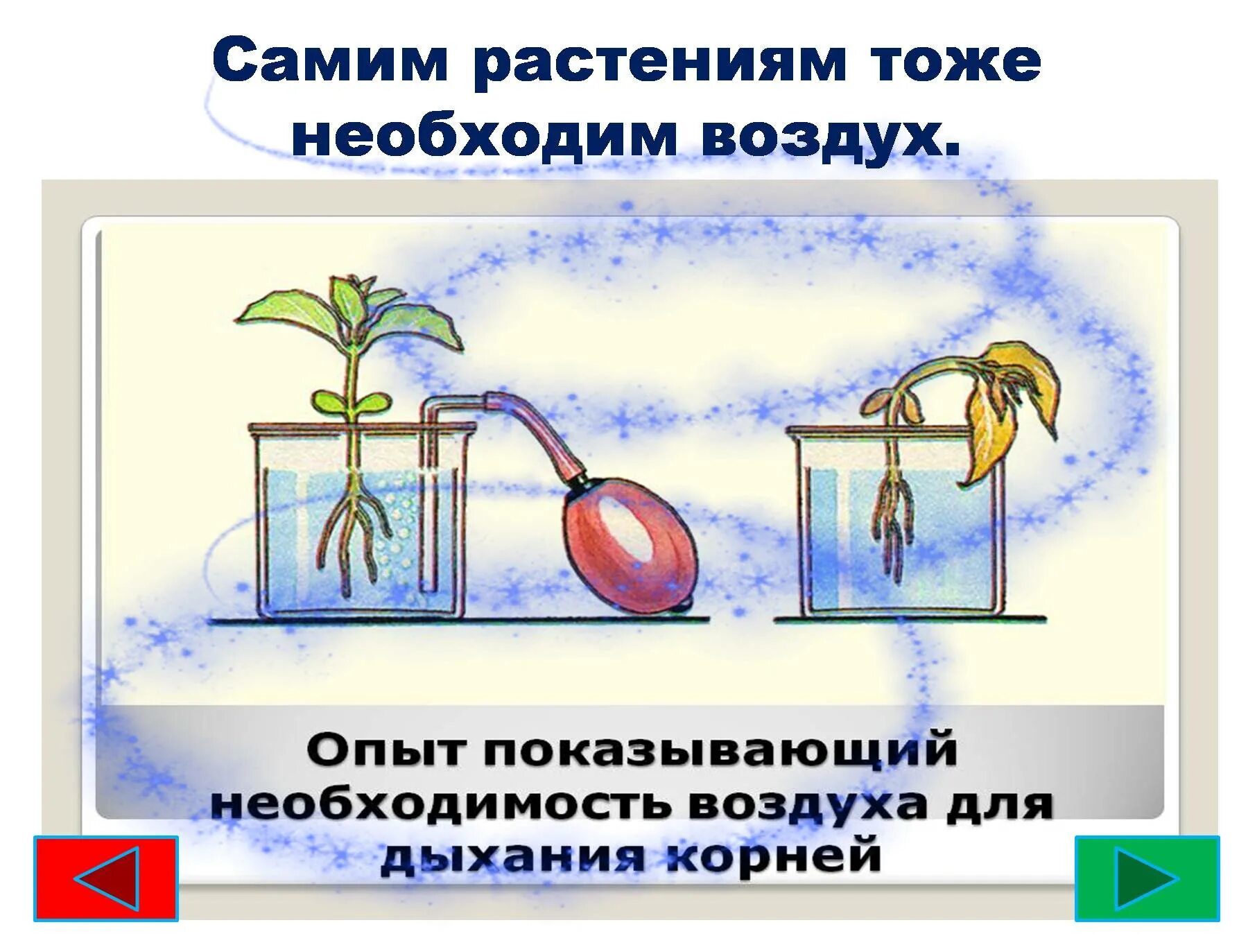 Теплая небесная вода для растений тоже. Воздух для растений. Вода в жизни растений для дошкольников. Опыт показывающий дыхание растений. Значение воздуха для растений.