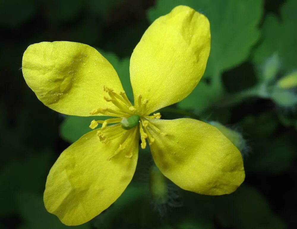 Chelidonium majus. Чистотел большой Chelidonium majus. Chelidonium. Хелидониум (чистотел).. Чистотел плод.