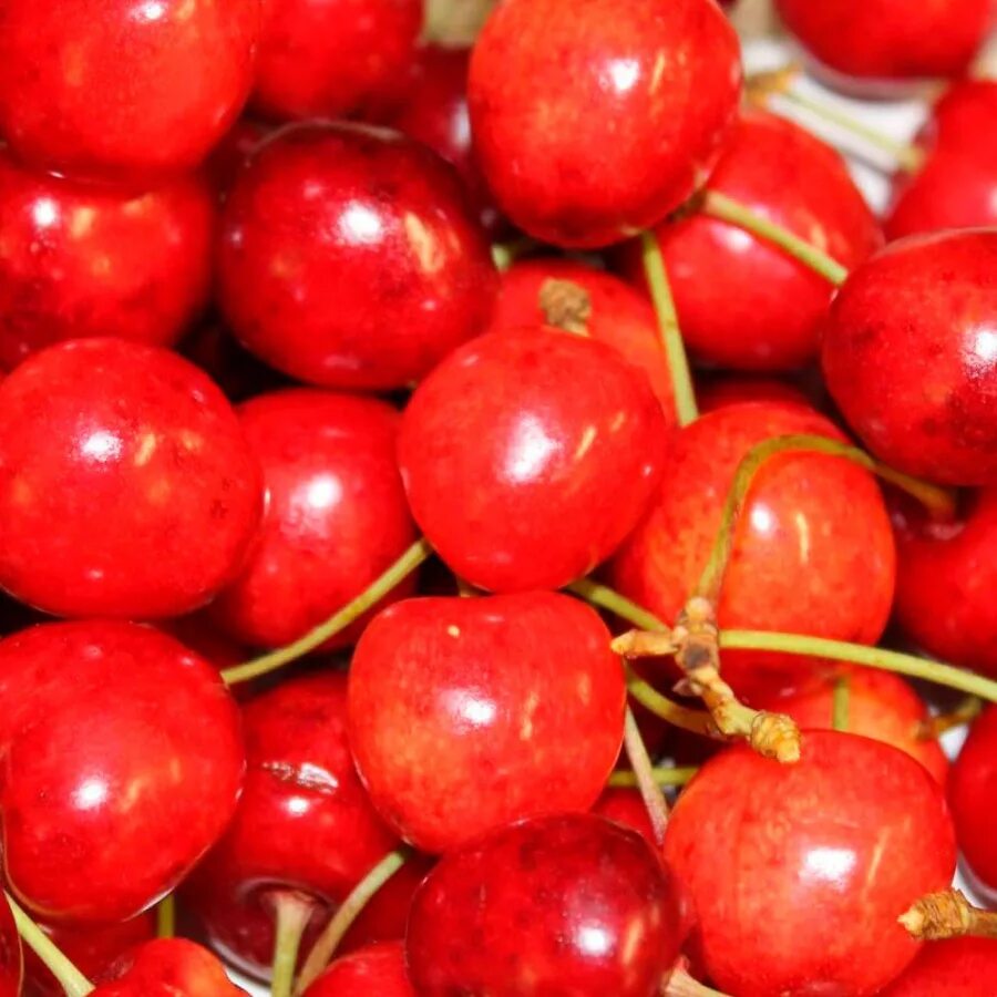 Черешня сорт наполеон. Черешня наполеон розовая. Черешня наполеон дерево. Черешня наполеон дерево. Черешня сорт наполеон.