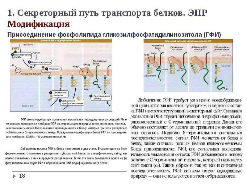 Сборка белка происходит. Секреторный путь транспорта белков. Модификация белков в ЭПР. Секреция белков. Модификация секреторных белков.