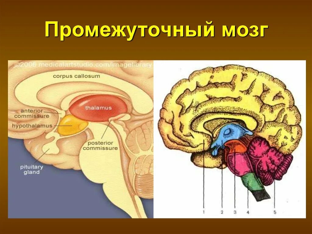 Строение промежуточного мозга отделы мозга. Строение промежуточного мозга подробно. Промежуточный мозг анатомия строение. Строение отдела промежуточного мозга.