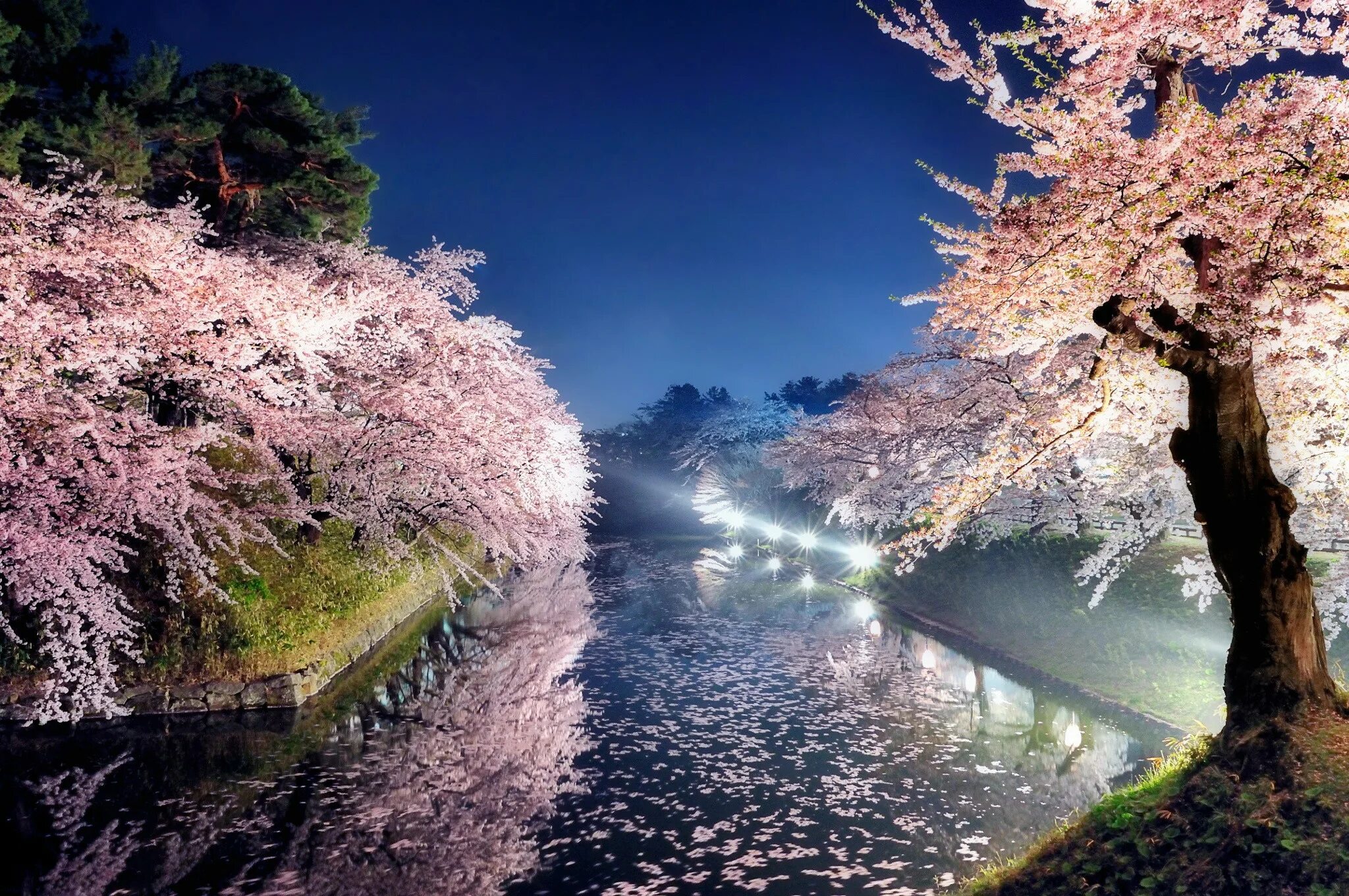Сакуры Токио река парк. Япония Токио Сакура. Цветущая Сакура в ночном парке Японии. Сакура в Японии фото. Сакура рядом