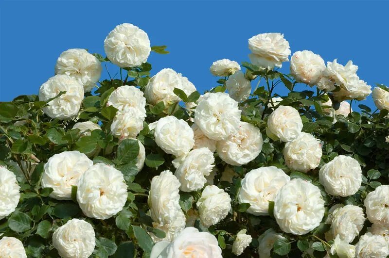 Саженцы белой розы. Плетистые розы Шнеевальцер. Плетистые розы Айсберг.
