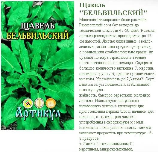 Можно ли сажать щавель. Щавель схема. Щавель Бельвильский когда сажать. Щавель однолетнее или двулетнее. Щавель крупнолистный БП плазма.