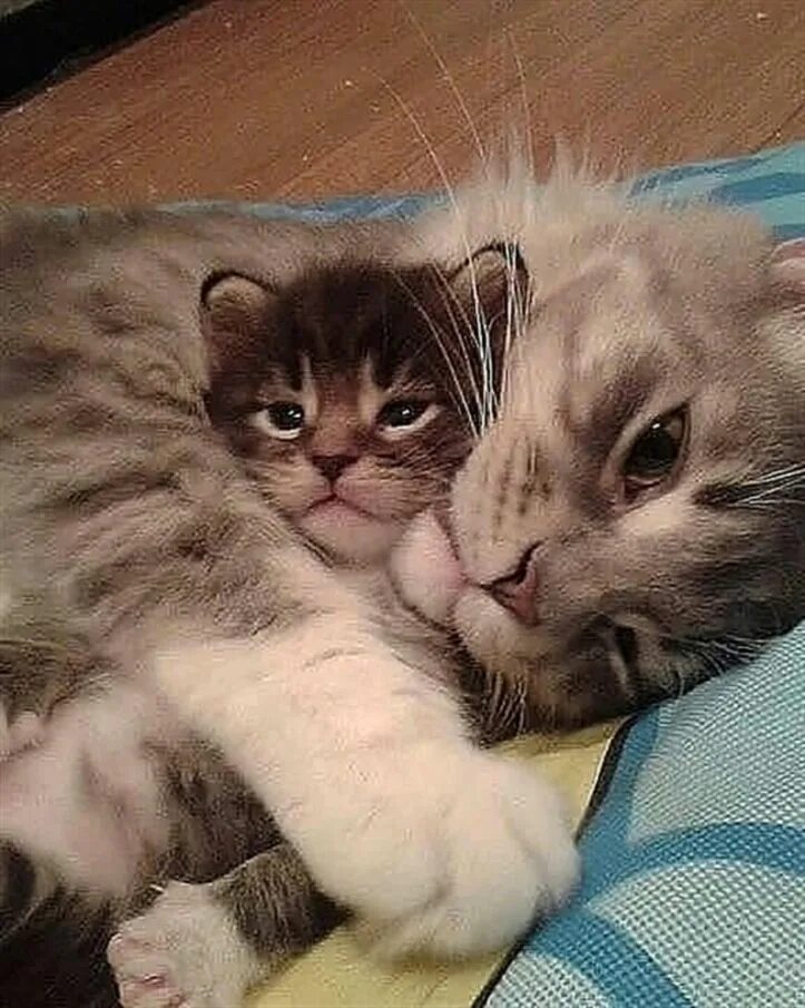 Котята с мамой. Милые котятки. Мама кошка. Кошки для мема. Котята с мамой.