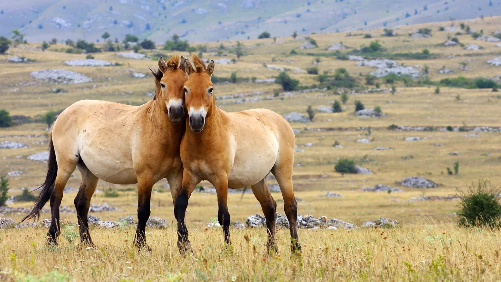 Про дикий лошадей. Дикая лошадь Пржевальского. Лошадь Пржевальского Equus przewalskii. Лошадь Пржевальского красная. Тарпан и лошадь Пржевальского.